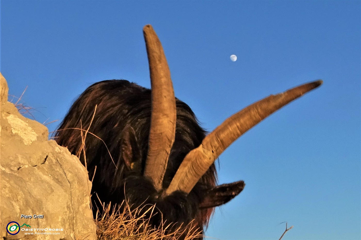 71 La luna splende alta nel cielo...tra le corna della capretta .JPG